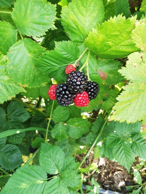 67547233_215036562768143_289625248385466368_n